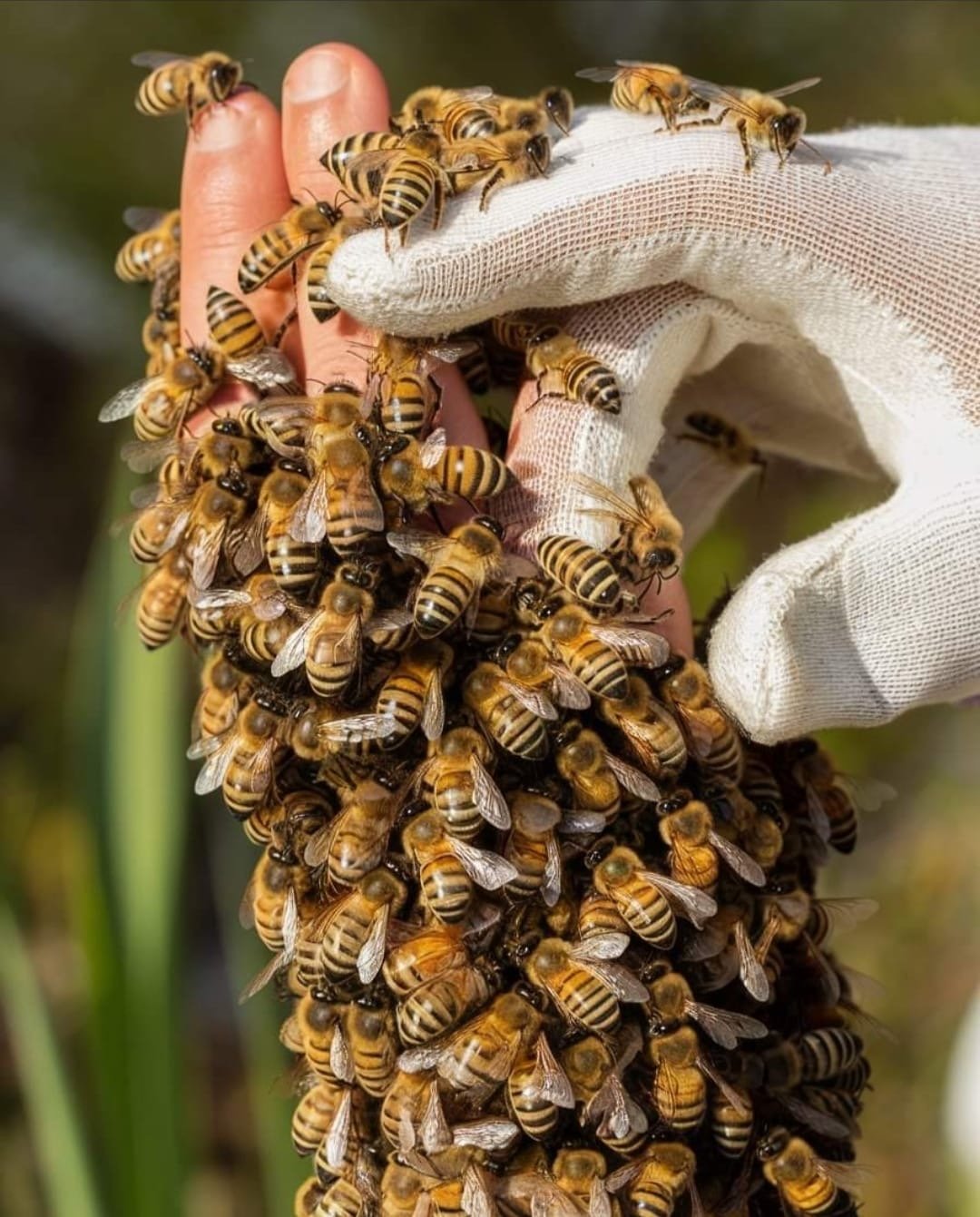 The importance of Bees 🐝